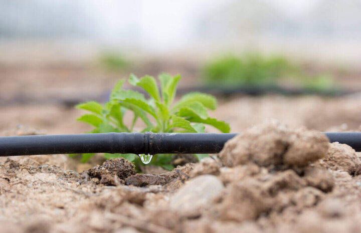 Drip,Irrigation